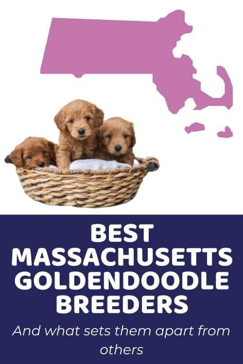 Best Goldendoodle Breeders In MA (Massachusetts)