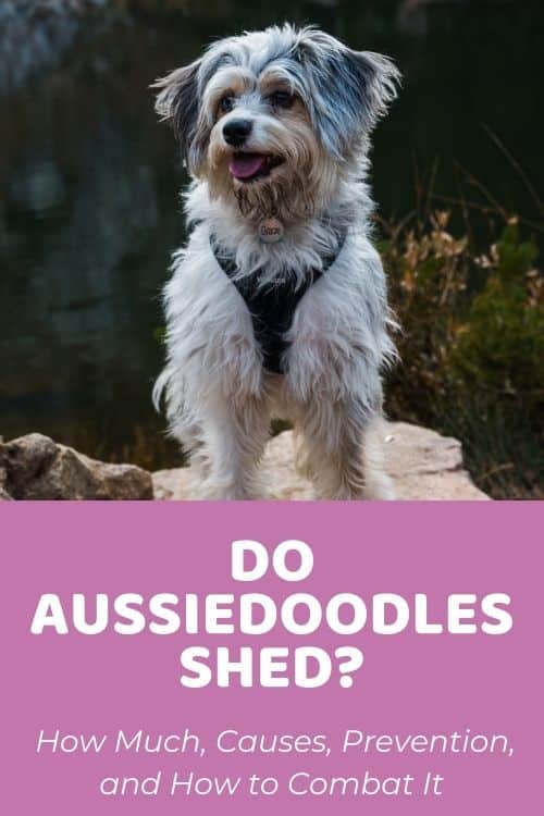 Do Aussiedoodles Shed How Much, Causes, Prevention, and How to Combat It