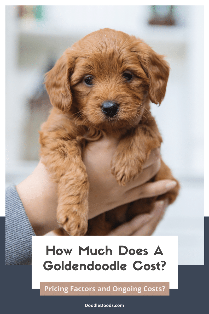 How Much Does A Goldendoodle Cost