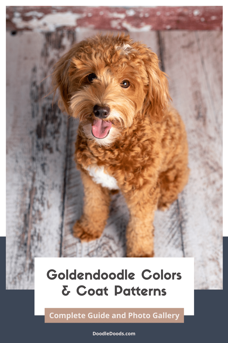 Goldendoodle Colors & Coat Patterns