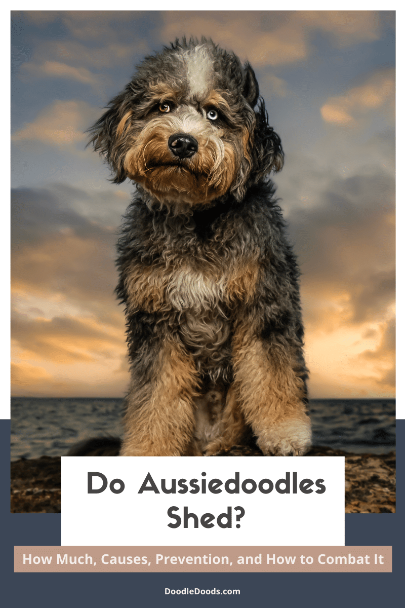 Do Aussidoodles Shed?
