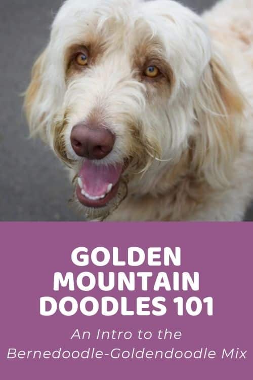 Golden Mountain Doodle 101 An Intro to the Bernedoodle-Goldendoodle Mix