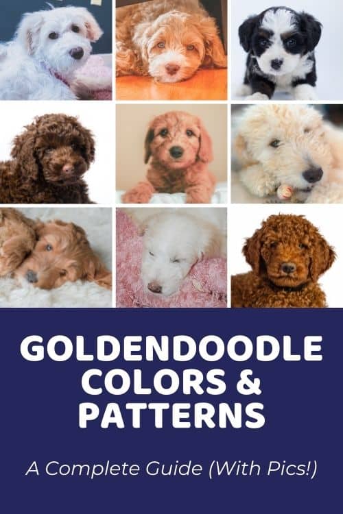 Goldendoodle Colors & Patterns A Complete Guide (With Pics!)
