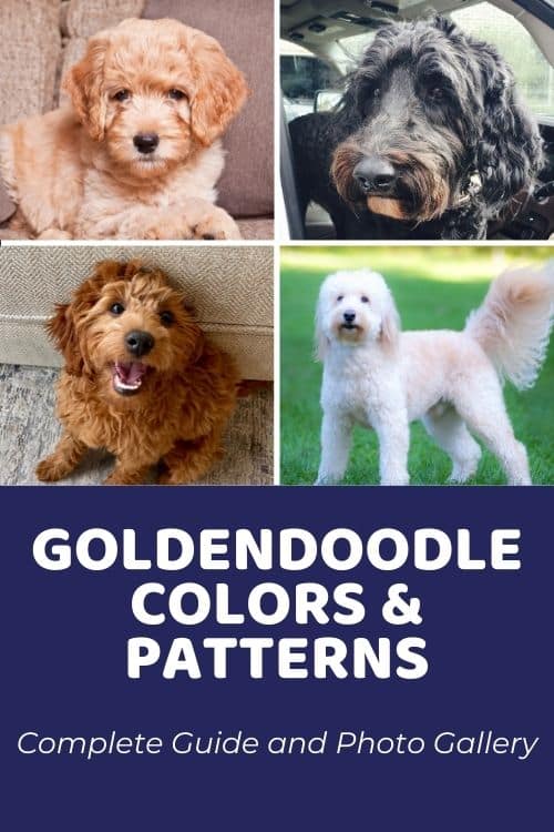 Goldendoodle Colors & Patterns Complete Guide and Photo Gallery