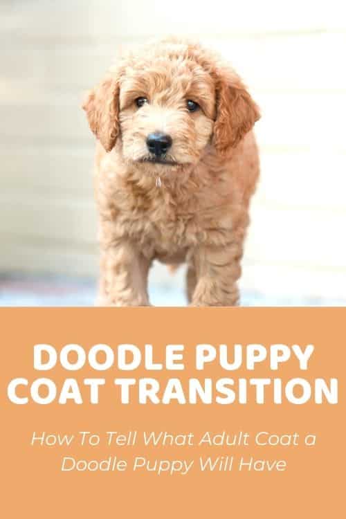 Goldendoodle Puppy Coat Transition: What You Should Know