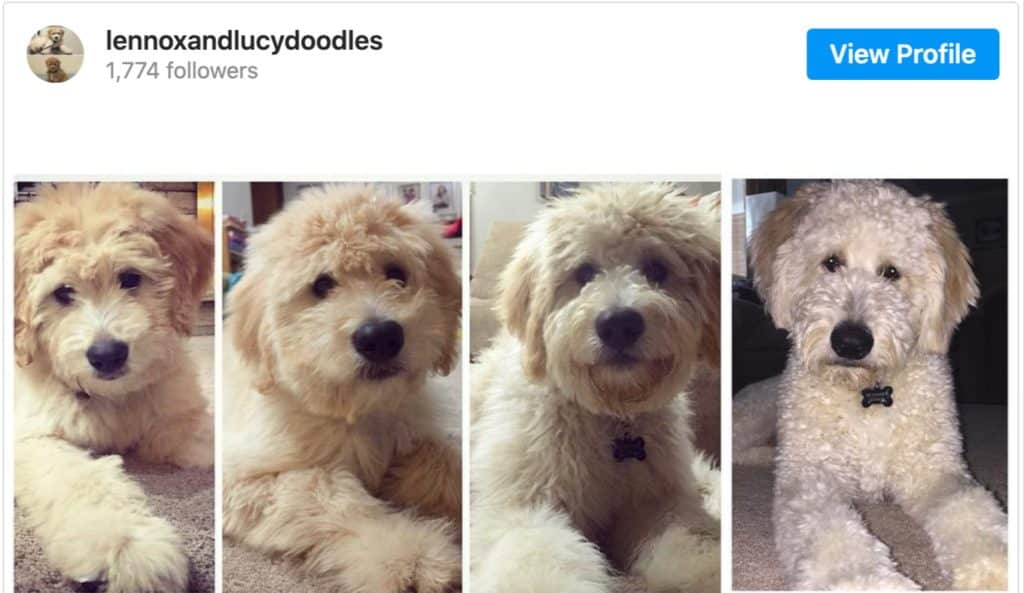 goldendoodle puppy coat transition - goldendoodle coat changes pictures