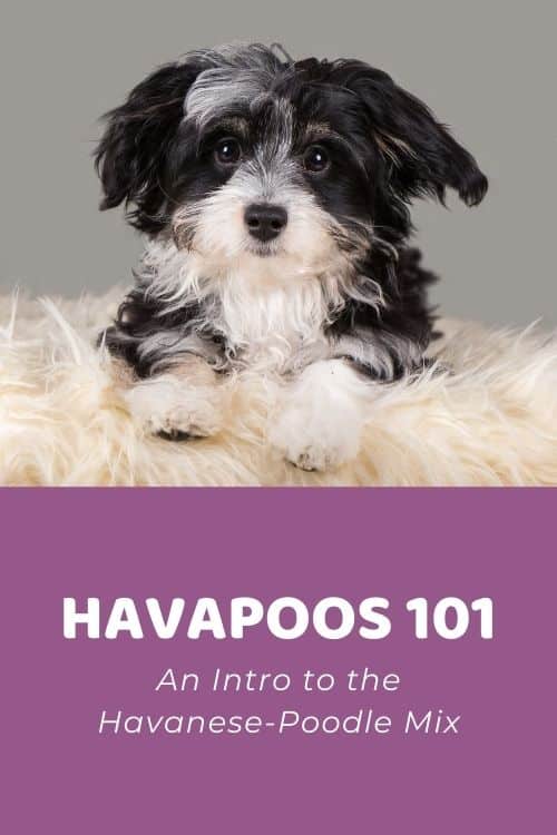 Lave dobbeltlag Arrangement Havapoo 101: An Intro to the Havanese-Poodle Mix - Doodle Doods