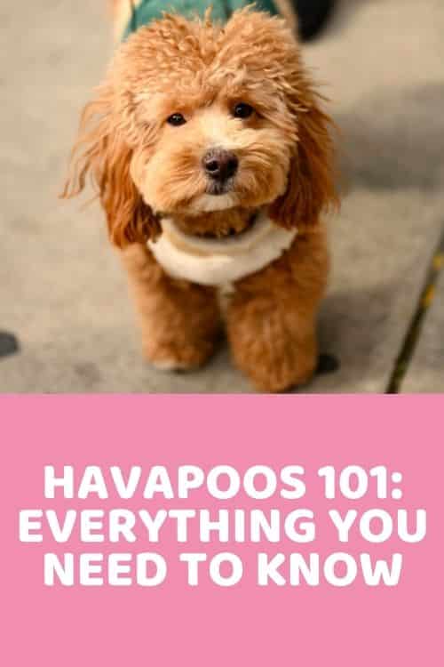 Havapoo 101 Information, Characteristics & Pictures
