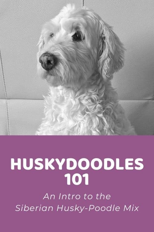 Huskydoodle 101 An Intro to the Siberian Husky-Poodle Mix