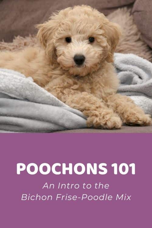 Poochon 101 An Intro to the Bichon Frise-Poodle Mix