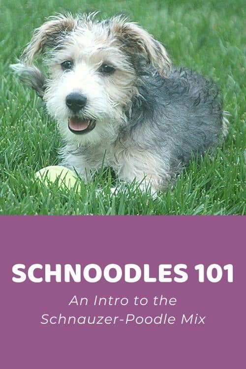 Schnoodle 101 An Intro to the Schnauzer-Poodle Mix