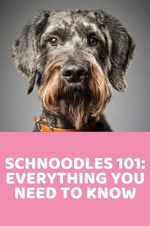 Schnoodle 101 Information, Characteristics & Pictures