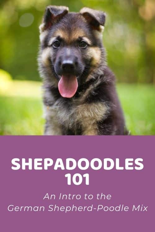 Shepadoodle 101 An Intro to the German Shepherd-Poodle Mix