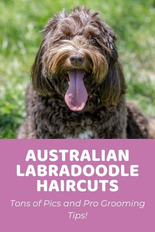 Top Australian Labradoodle Haircuts (Lots of Pics!) & Home Grooming Tips