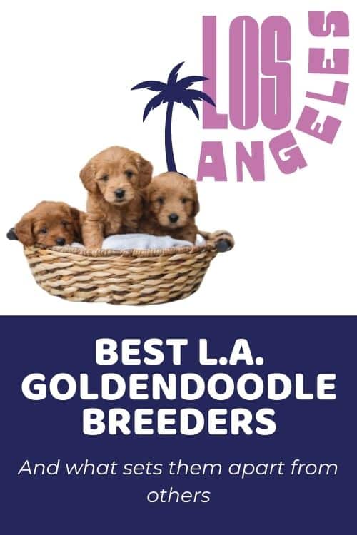 Top Goldendoodle Breeders in Los Angeles