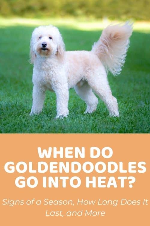 When Do Goldendoodles Go Into Heat Everything You Need to Know