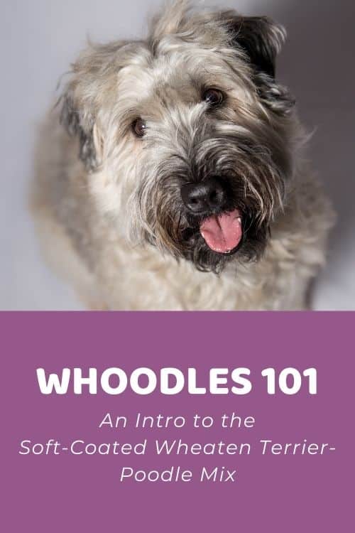Whoodle 101 An Intro to the Soft-Coated Wheaten Terrier-Poodle Mix