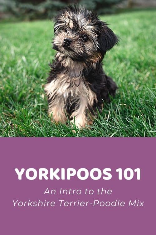 Yorkiepoo 101 An Intro to the Yorkshire Terrier-Poodle Mix