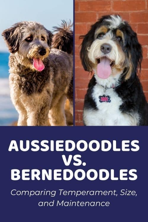 Aussiedoodle vs Bernedoodle Comparing Temperament, Size, and Maintenance