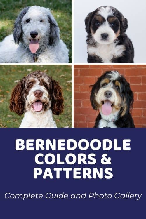 Bernedoodle Colors & Patterns Complete Guide and Photo Gallery