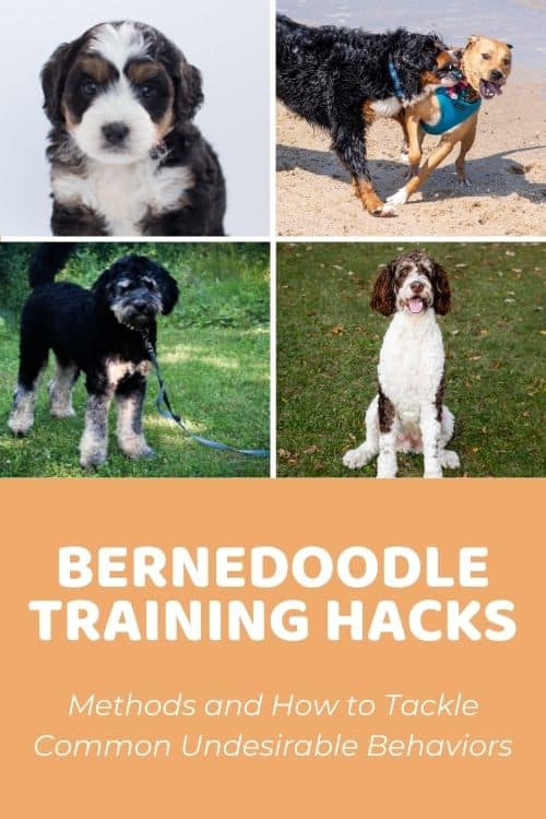 Bernedoodle Training Hacks Teaching Your Puppy the Right Way to Behave