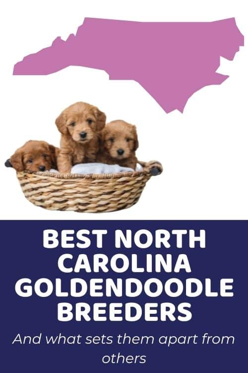 Best Goldendoodle Breeders In NC (North Carolina)