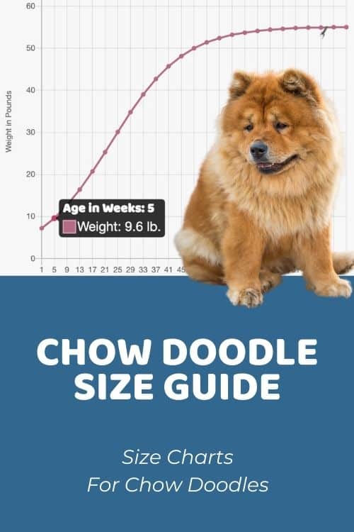 Chow Doodle Size Guide Chow Doodle Size Chart & Growth Patterns
