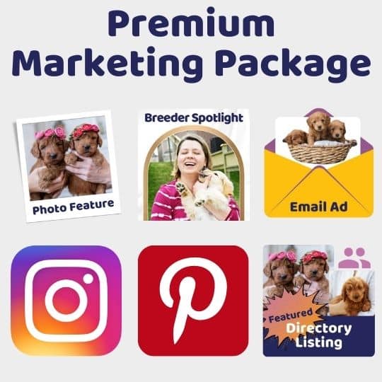 Doodle Doods Breeder Marketing Services - Premium Package New