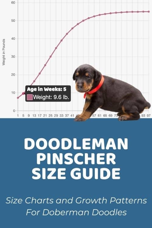 Doodleman Pinscher Size Chart & Growth Patterns