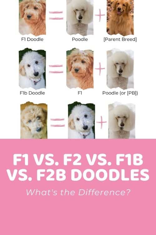 F1 Doodle vs F2 vs F1B vs F2B: Generations Explained + ...