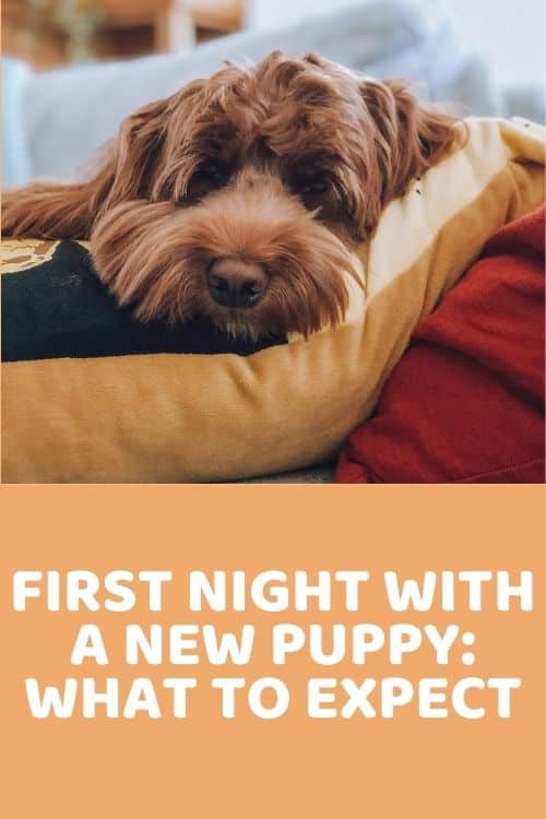 First Night With A New Puppy What To Expect
