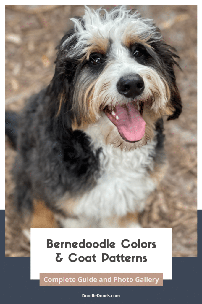 Bernedoodle Colors & Coat Patterns