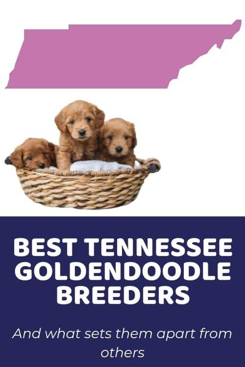 Goldendoodle Puppies In Tennessee Top Breeders