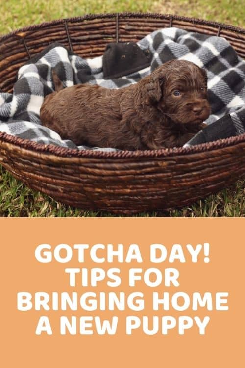 Gotcha Day Tips For Bringing Home A New Puppy