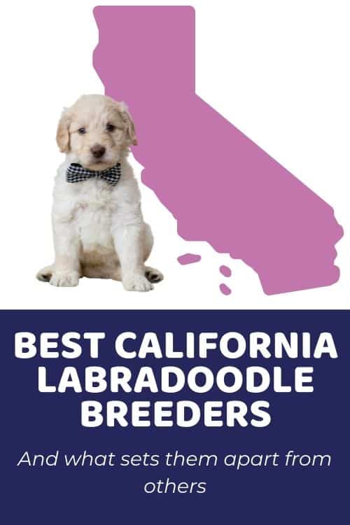 List of Top Ethical Labradoodle Breeders In California