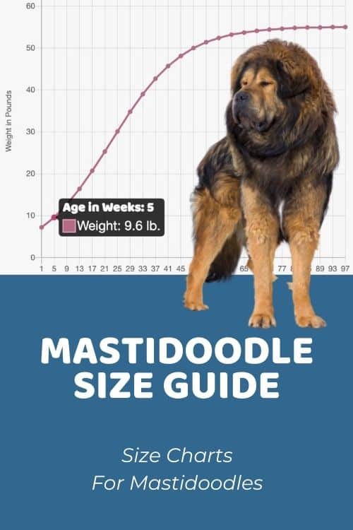 Mastidoodle Size Guide Mastidoodle Size Chart & Growth Patterns