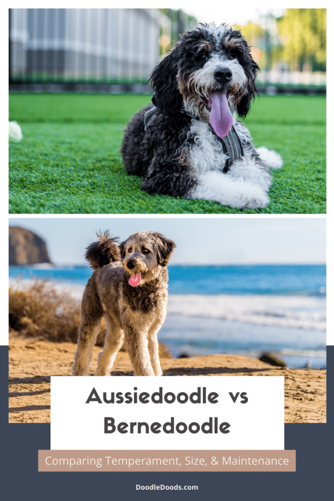 Aussiedoodle vs Bernedoodle