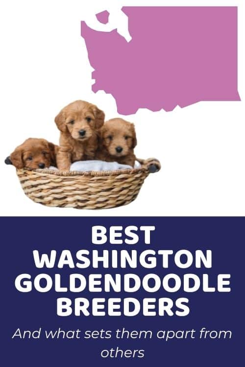 Top Goldendoodle Breeders in Washington state