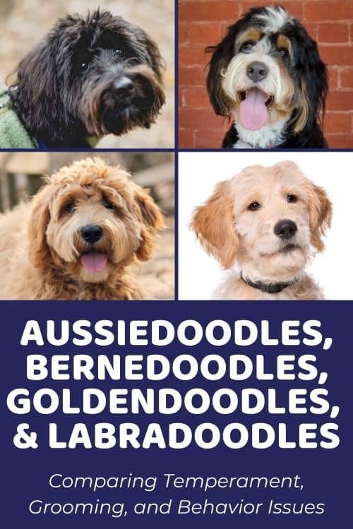 Aussiedoodles vs. Bernedoodles vs. Goldendoodles vs. Labradoodles Survey Data Comparing Temperament, Grooming, and Behavior IssuesAussiedoodles vs. Bernedoodles vs. Goldendoodles vs. Labradoodles Survey Data Comparing Temperament, Grooming, and Behavior Issues