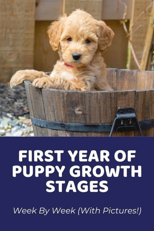 First Year of Puppy Growth Stages - Week By Week (With Pictures!)