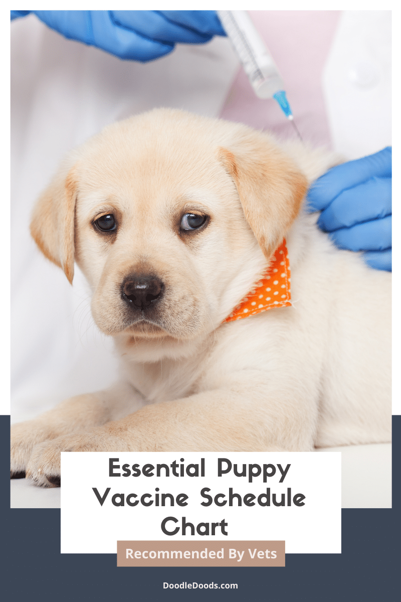 Essential Puppy Vaccine Schedule