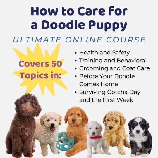 How to Care for a Doodle Puppy Ultimate A-Z Online Course for New Doodle Parents