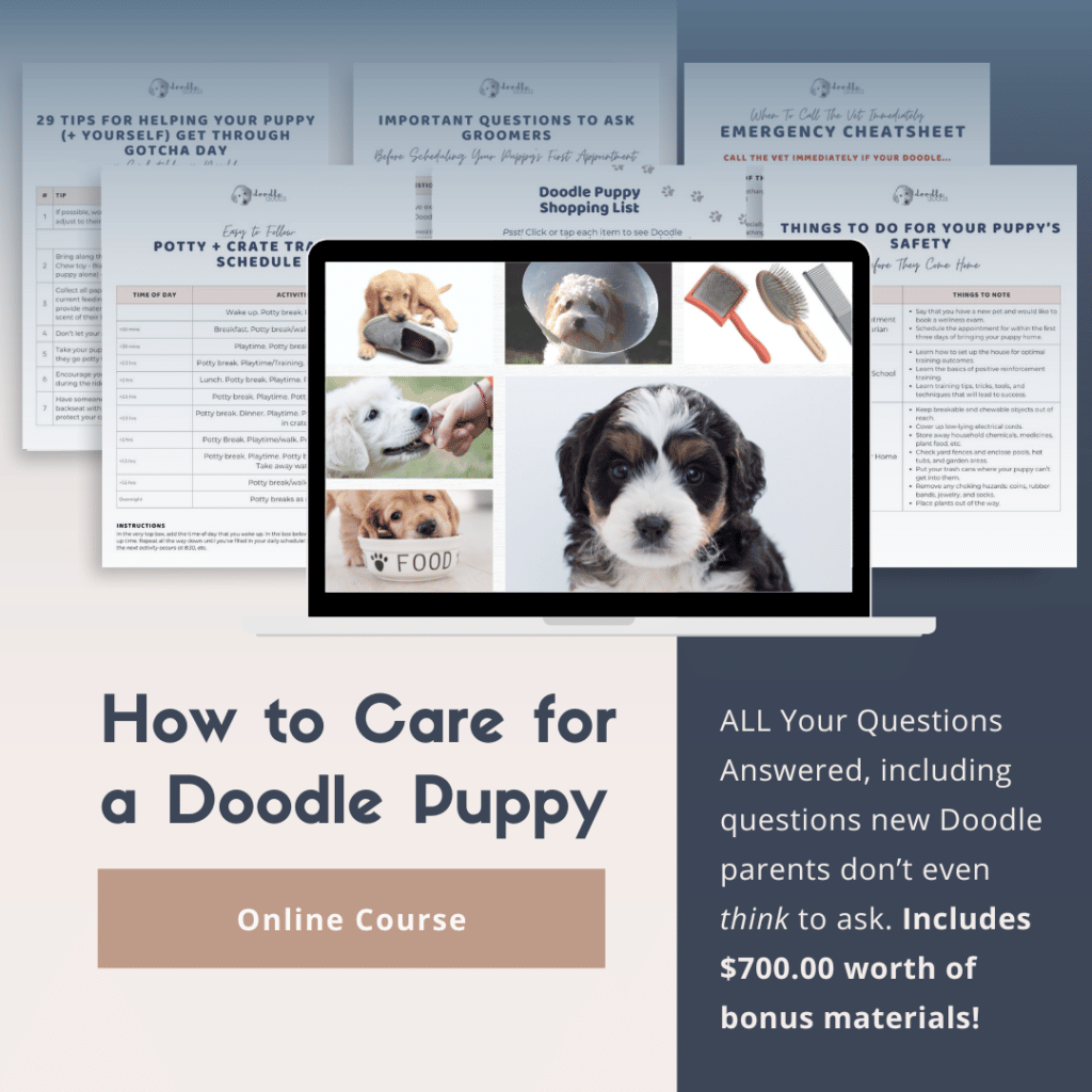 How to Care for a Doodle Puppy