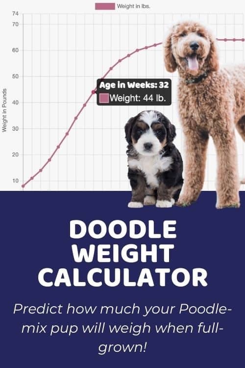 Interactive Doodle and Poo and Poodle-Mix Growth Chart and Calculator