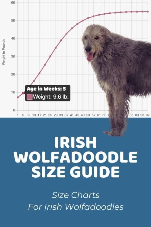 Irish Wolfadoodle Size Guide Wolfadoodle Size Chart & Growth Patterns