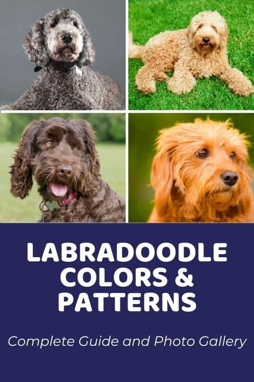 Labradoodle Colors & Patterns Complete Guide and Photo Gallery