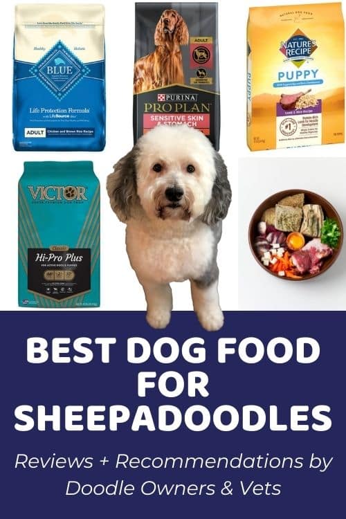 List of Best Dog Food for Sheepadoodles Based on Real Owner Reviews