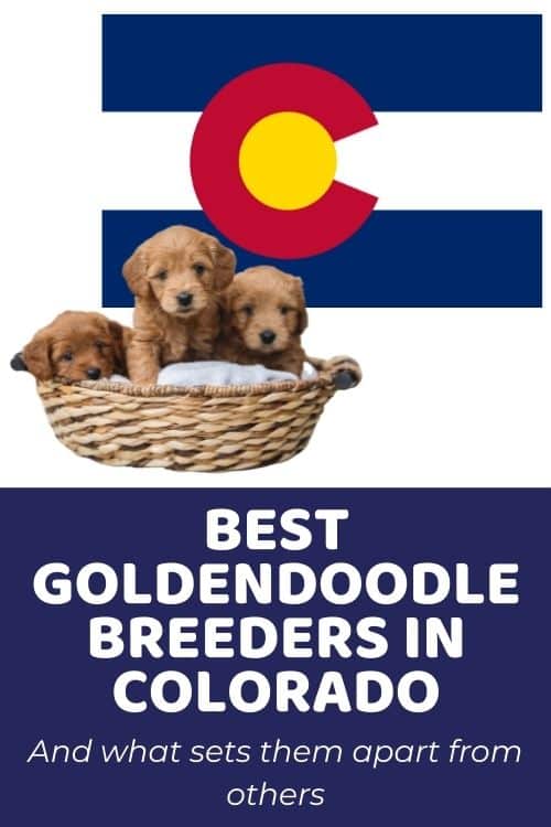 List of Top Ethical Goldendoodle Breeders In Colorado
