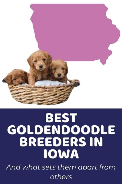 List of Top Ethical Goldendoodle Breeders In Iowa