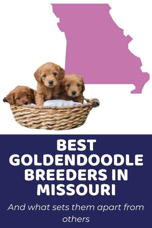 List of Top Ethical Goldendoodle Breeders In Missouri